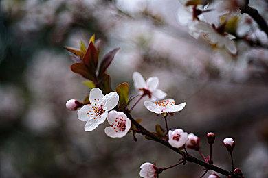 《索尼克赛车：交叉世界》联动MC上线 史蒂夫参战